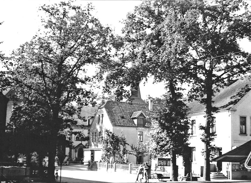 Die das Ortsbild Schlangens prägenden drei Eichen: Links die Friedenseiche, rechts die beiden Kaisereichen. Foto: H. Wiemann, 1960